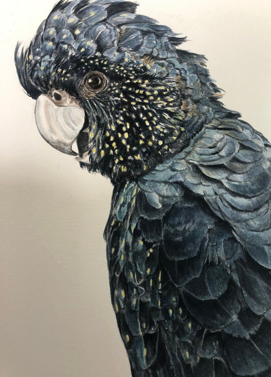 Black Cockatoo